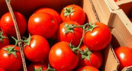 fresh produce corrugated packaging